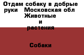 Отдам собаку в добрые руки - Московская обл. Животные и растения » Собаки   